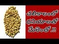 Amazing Health Benefits Of Coriander Seeds | Benefits Of Coriander Seeds...