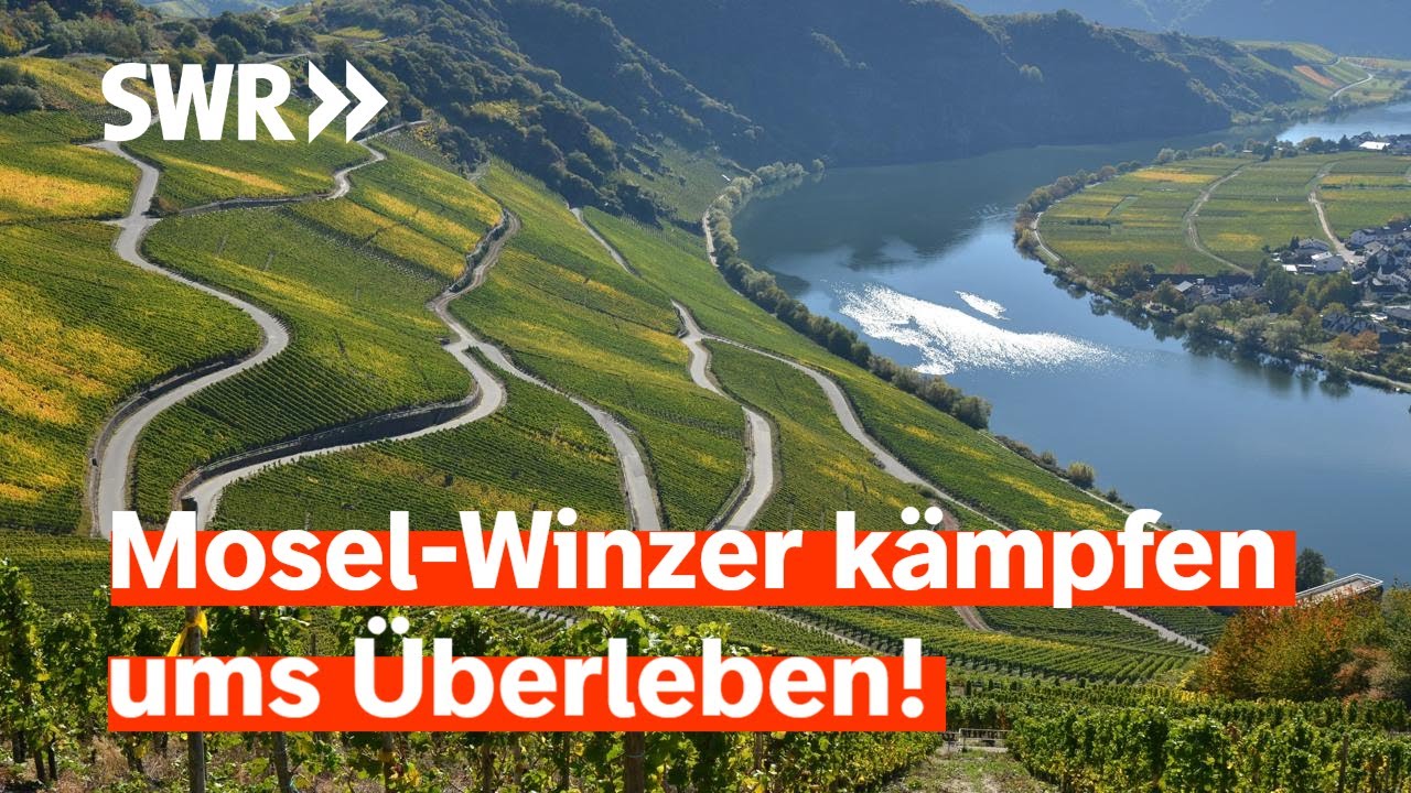 Steillagen in Gefahr: Winzer an der Mosel sorgen sich um ihre Existenz | Zur Sache! Rheinland-Pfalz
