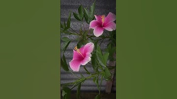 Thumbnail of Hibiscus 🌺 x Butterfly 🦋 #flowers #gardaning #nature #happiness #love #trending