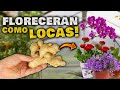 FLORES EN 2 DIAS!! Abono Casero para FLORACIÓN RÁPIDA | Hacer Florecer Orquideas, geranios, cactus