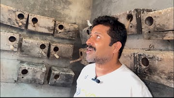 Exploring the World of Split Fawn Java and Java Finch Sparrow