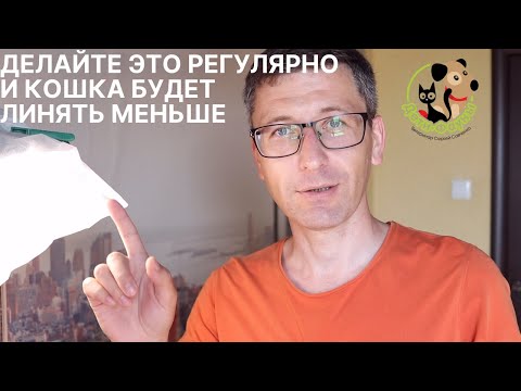 Если кошка или кот сильно линяют проверьте эти 8 пунктов