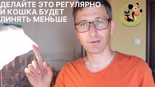 Если кошка или кот сильно линяют проверьте эти 8 пунктов