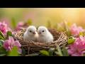 Calming Bird Sounds &amp; Gentle Piano 🌼 Spring Morning Ambience ✨ Relaxation &amp; Stress Relief