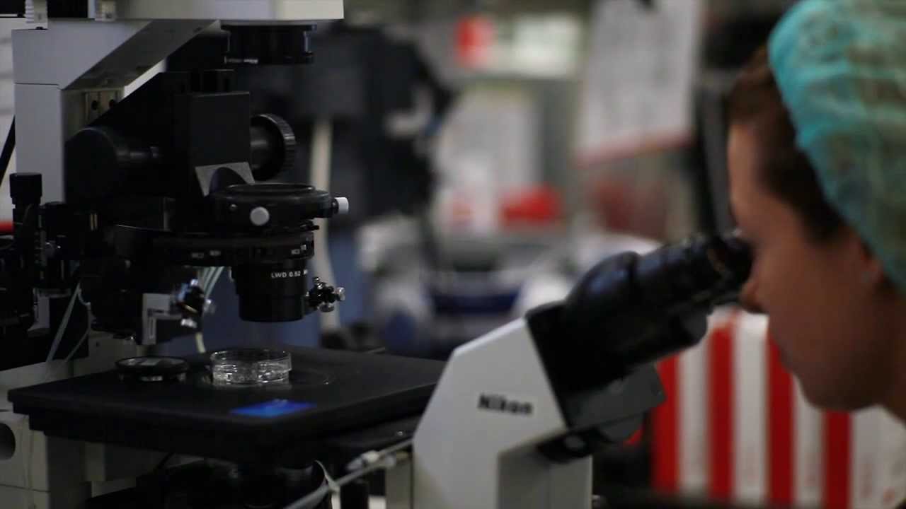 IVI Clínicas de reprodução assistida - Fecundação In Vitro FIV - UE ...