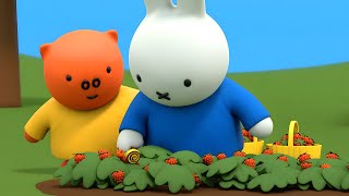 Snail in the Strawberry Patch | Miffy | Full Episodes