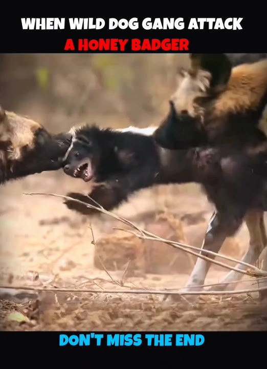 15 wild Dogs V/S Honey Badger #viralshorts #viralytshorts #shorts #animalshorts #ytshorts #wildlife