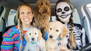 Puppies Surprise Dancing Car Ride Chase!