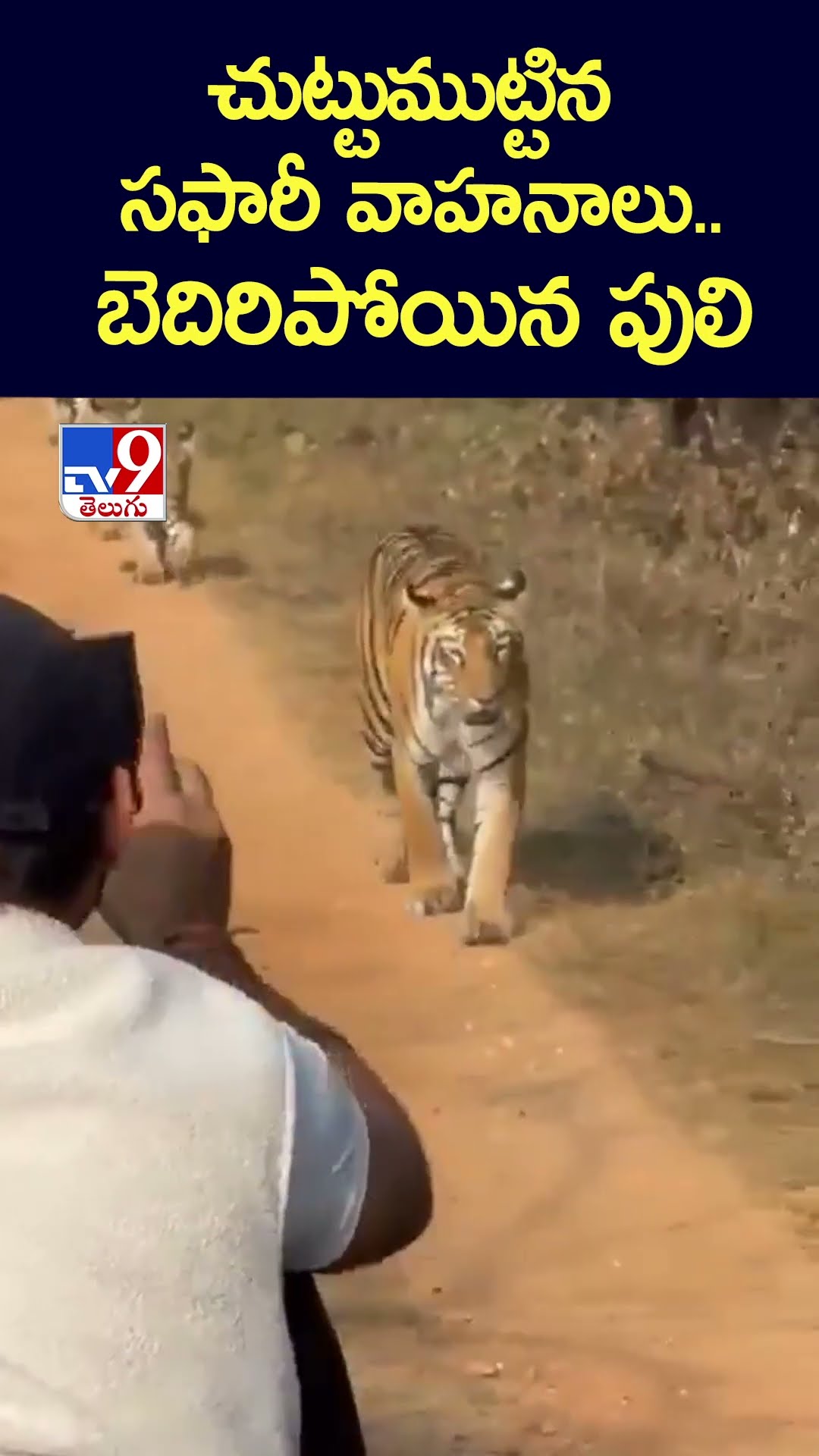 చుట్టుముట్టిన సఫారీ వాహనాలు.. బెదిరిపోయిన పులి - TV9