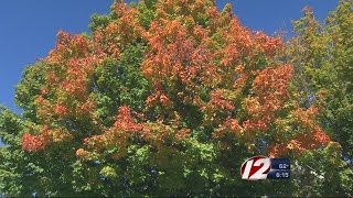 Expert Expects Great Fall Foliage Season