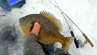 What's On These WEIRD Bluegills While Trout Fishing??? by Todays Angler 3,086 views 3 months ago 9 minutes, 18 seconds