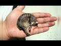 THE 10 SMALLEST CAT BREEDS In The World