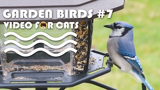 Movie For Cats - Garden Birds #7. Bird Video For Cats | Cat Tv.