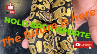 Hold back ball Python update. 2021 hatchlings/DG HYPO CLOWN PROJECT