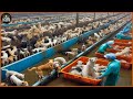 How chinese farmers raise more than 10 million dogs for meat every year  china dog farm