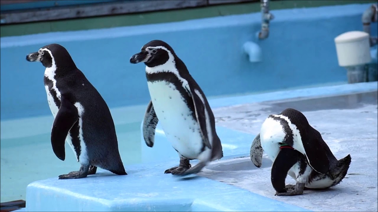 野毛山動物園の動物たち 2017年12月28日 YouTube 野毛山動物園の動物たち 2017年12月28日 YouTube