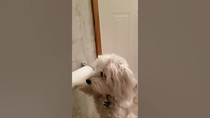 Impatient Maltese name Alex