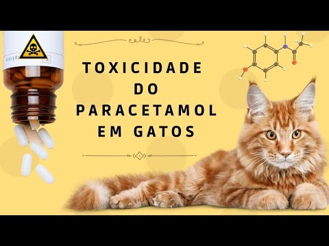 Vídeo: Toxicidade de paracetamol em gatos e cães