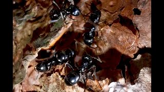 Spruce ants | World of tiny animals | by Nature At My Doorstep 70 views 2 days ago 6 minutes, 2 seconds