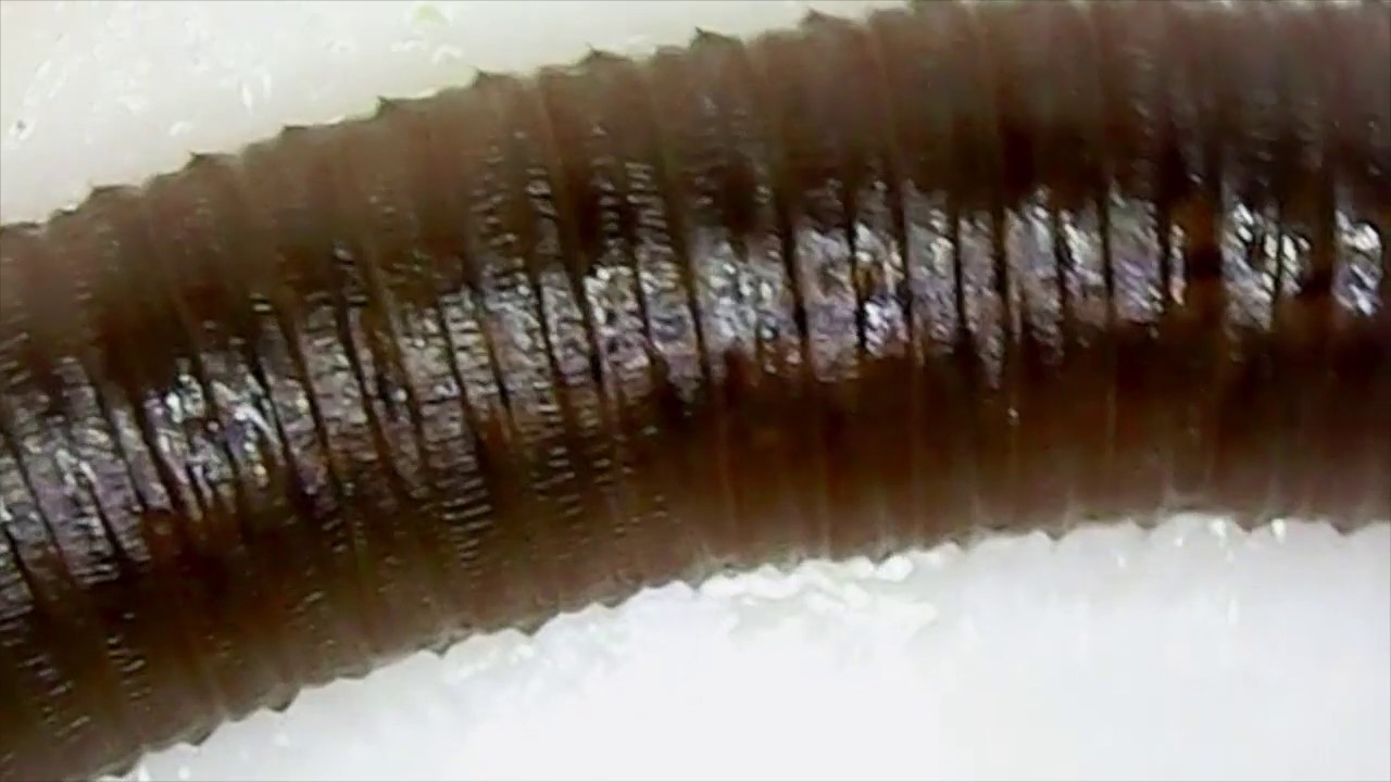 Worm Under A Microscope YouTube Worm Under A Microscope YouTube