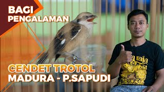 Bagi Pengalaman Perawatan Cetak Cendet Trotol dari Pulau Sapudi Madura