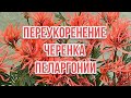 Переукоренение черенка пеларгонии. Выпуск от 04.02.21