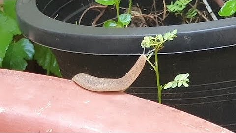 The Strange Snail, Snail without shell, Slow move of Snail.