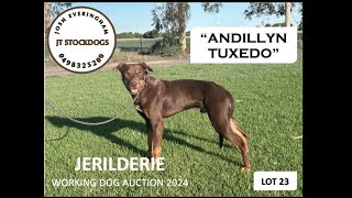 Jerilderie Working Dog Auction 2024,  Lot 23 “Andillyn Tuxedo”  Josh Everingham