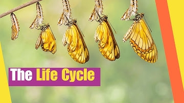 The Life Cycle for Kids | Learn about the life cycles of plants and animals | Science Lesson
