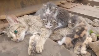 Desperate Scene: Skinny Stray Cat Mother and Kitten on Railroad Tracks