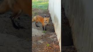 Fox Calls Into The Den