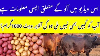 Download lagu Pakistan New Business || Alloo Ka Mutalak Malumaat 👀