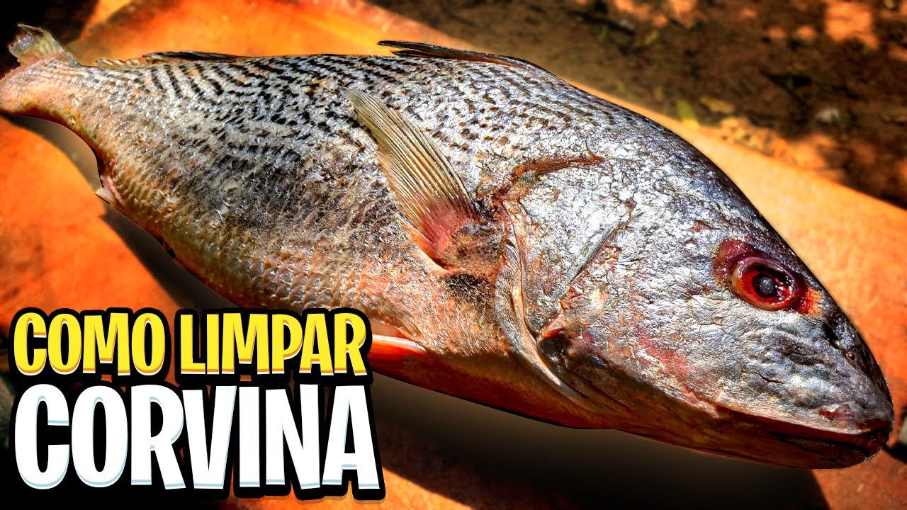 COMO LIMPAR CORVINA - COMO LIMPAR PEIXE