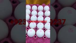 Egg stamp maker #eggstamp #lahore #printing printing press
