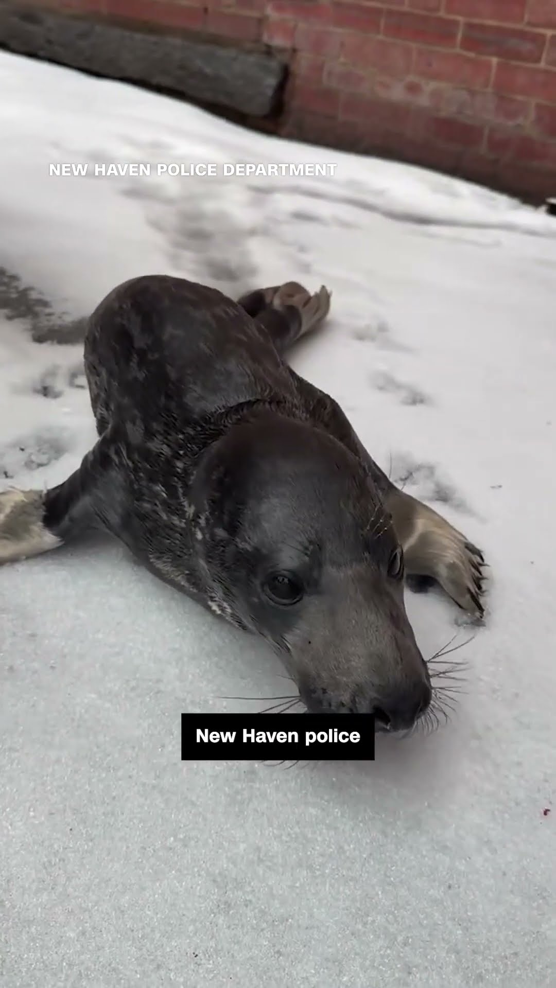 Baby seal found alone on street