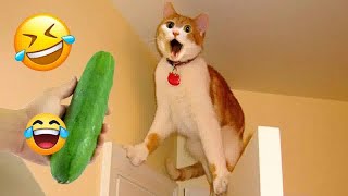 When God sends you a funny cat and dogFunniest cat and dog ever#6