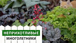 видео: 3 растения, которые НЕЛЬЗЯ обрезать на зиму! Расскажу, как ухаживать за садом осенью легко и просто картинка: 3 растения, которые НЕЛЬЗЯ обрезать на зиму! Расскажу, как ухаживать за садом осенью легко и просто