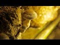 MUSHROOM | How Does it Grow?