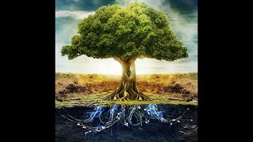 Tree Test // Quale Albero Sei ?