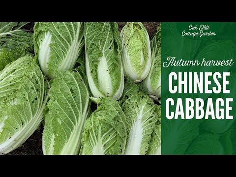 Video: How To Feed Cabbage In July? Top Dressing At The Beginning And End Of The Month For The Harvest. How To Feed Late And Early Cabbage?