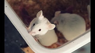 Small Scale Mouse Breeding: Housing, Feeding, and Watering.