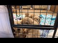 Puppy Break! Golden Retriever Cuteness ❤️🐶