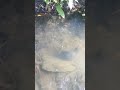 GOODBYE MY TURLE GOODBYE #shortvideo #turtle