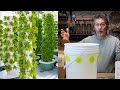 Cheap  easy vertical tower garden with no power diy hydroponics