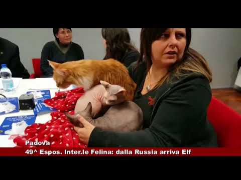 Video: Spettacolo felino a Mosca: programma. Esposizione Internazionale Felina a Mosca