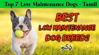 Top 7 Low Maintenance Dog Breeds For Busy Owners Tamil