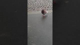 Paris pigeons