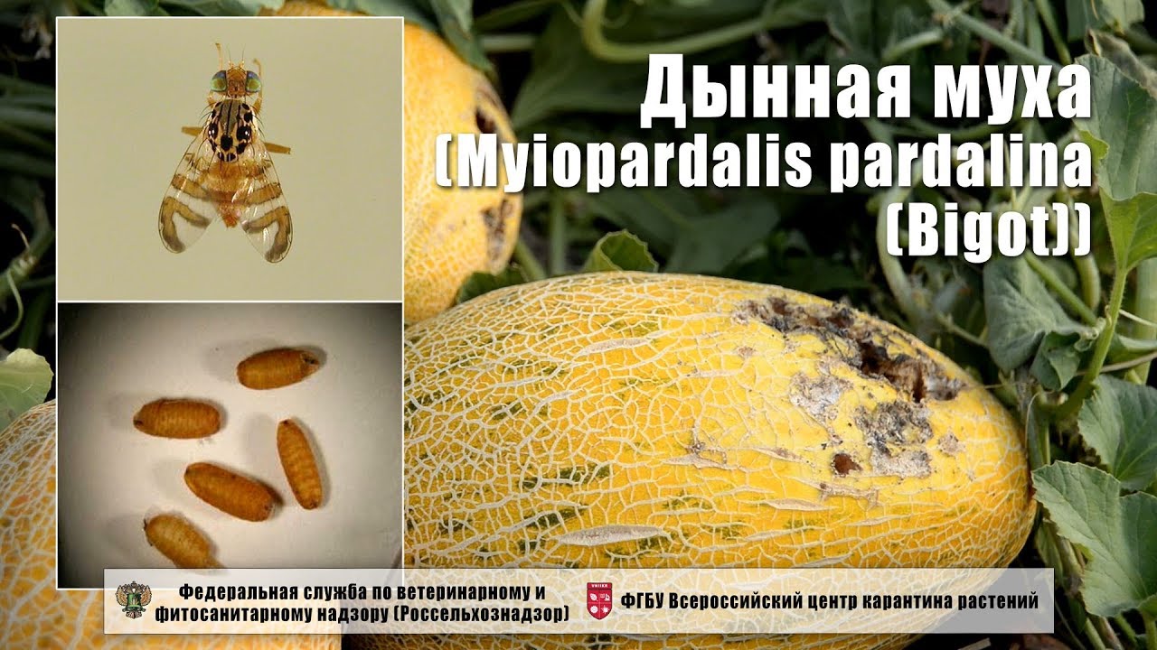 Реферат Бахчевые Культуры Реферат Бахчевые Культуры