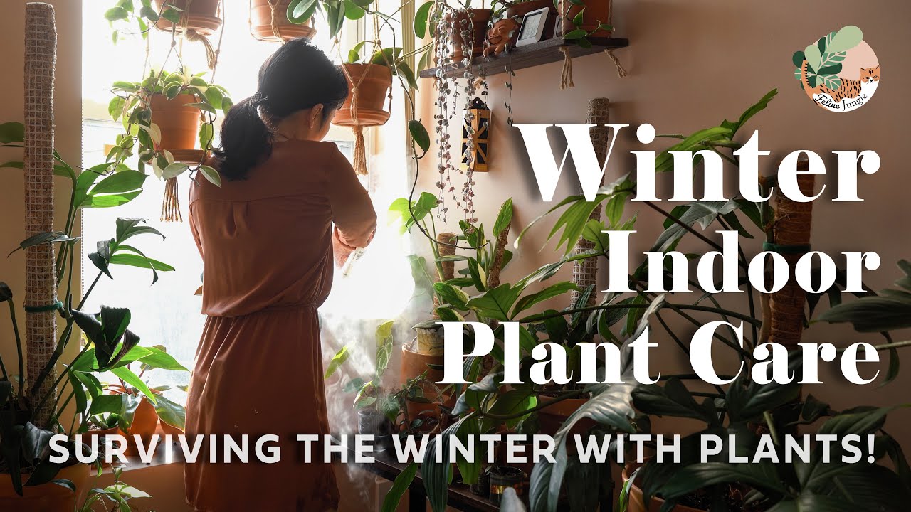 Winter Houseplant Care Tips I Gardening Plant Care Routine For Winter -