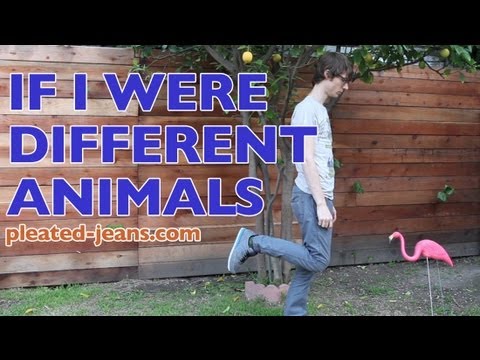 If I Were Different Animals